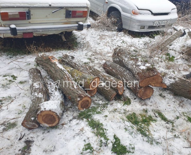Полицейскими Бабаюртовского района зафиксирован факт незаконной порубки деревьев